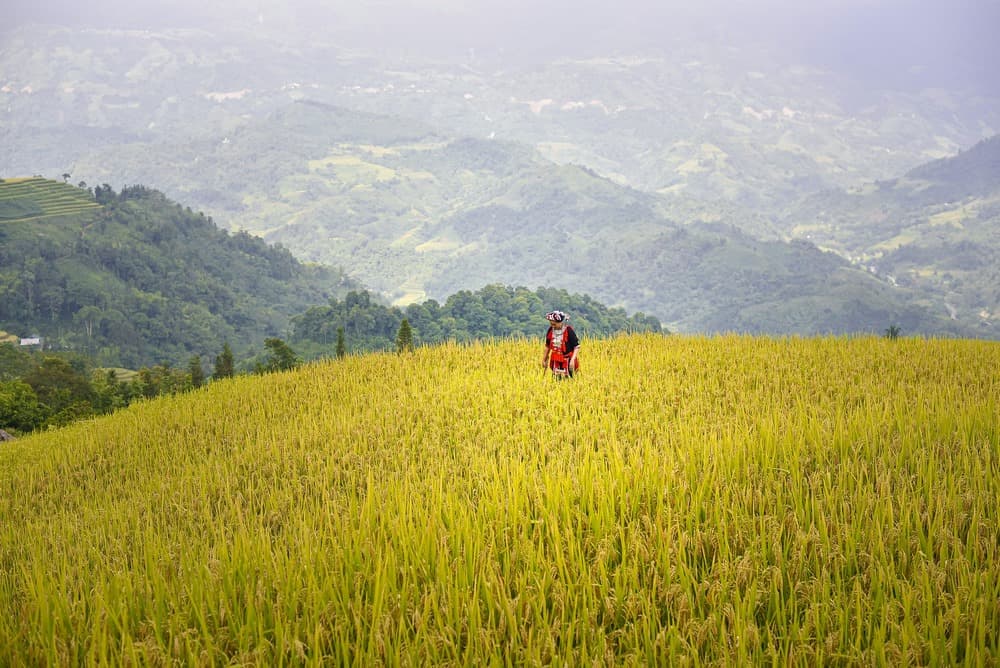 Mùa lúa chín Hoàng Su Phì Hà Giang Ảnh chụp Hoàng Su Phì mùa lúa 2/9