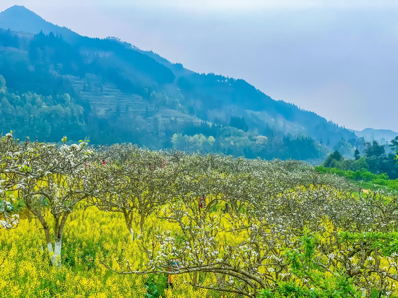 hoa lê Bắc Hà Mùa hoa lê Bắc Hà