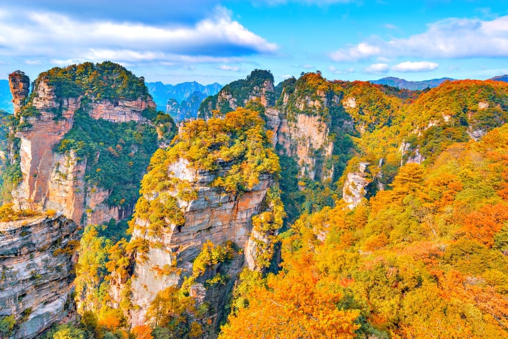 Trương Gia Giới mùa thu Cây lá Trương Gia Giới chuyển màu vàng