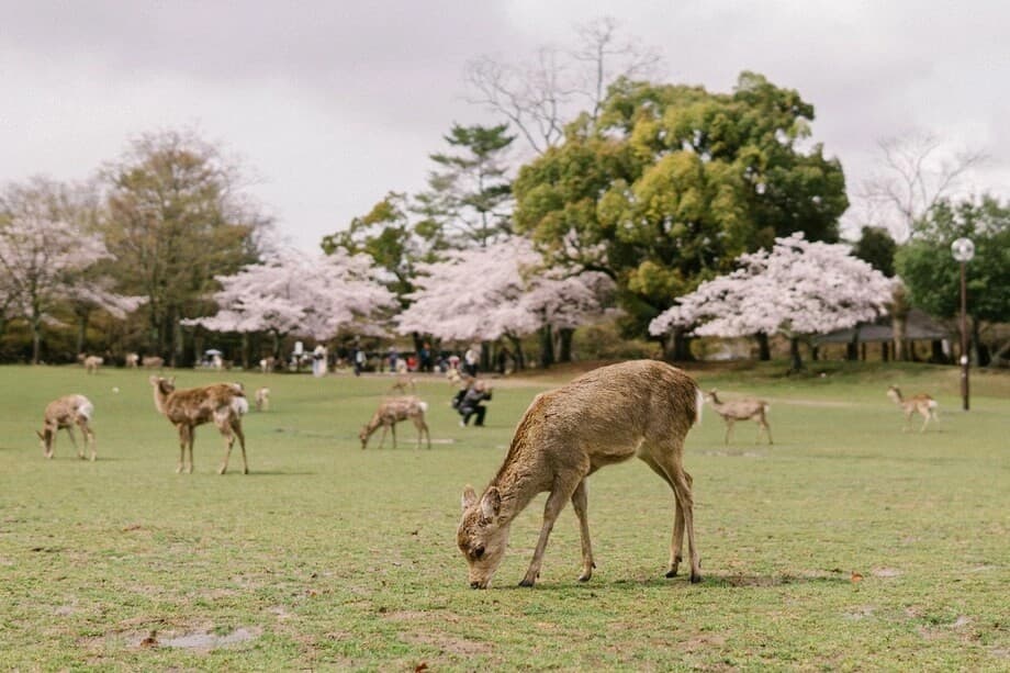 Nara Park – Công viên Nara nara-park-japan.jpg