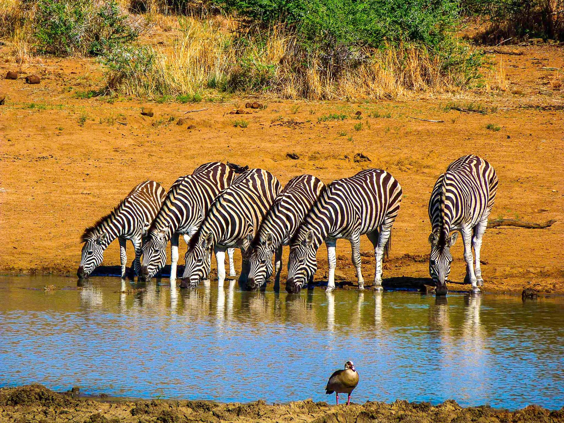Pilanesberg.jpg