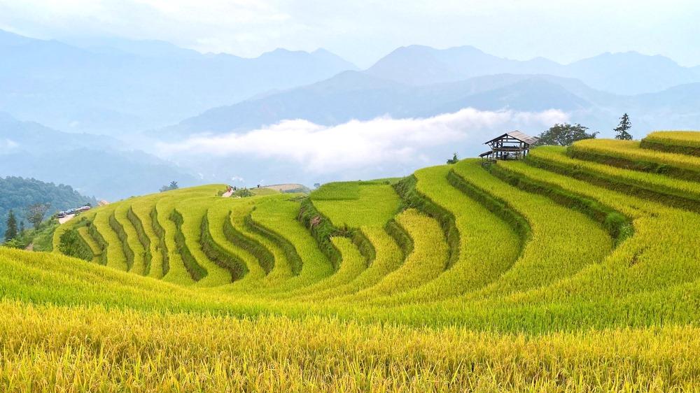 hà giang mùa lúa chín ha-giang-1.jpg