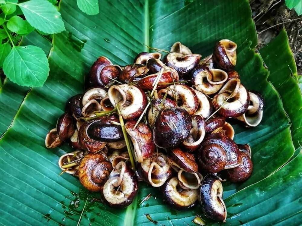 ốc núi ninh bình