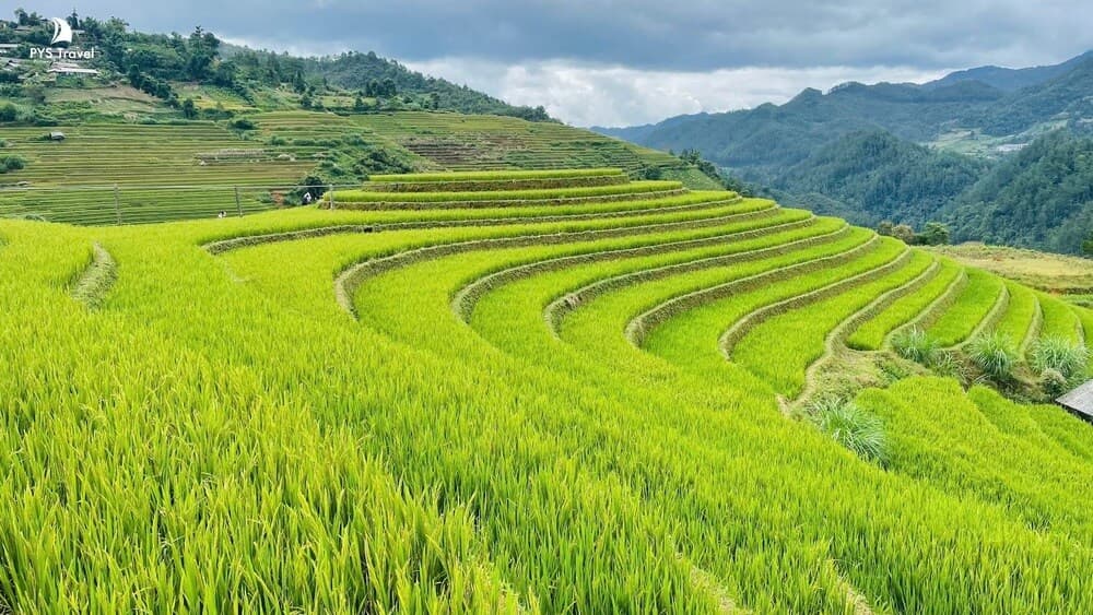 ruộng bậc thang mù cang chải