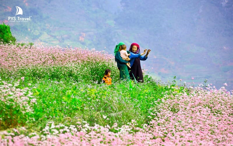 Mùa hoa tam giác mạch Hà Giang, du lịch lũng cú đồng văn hà giang
