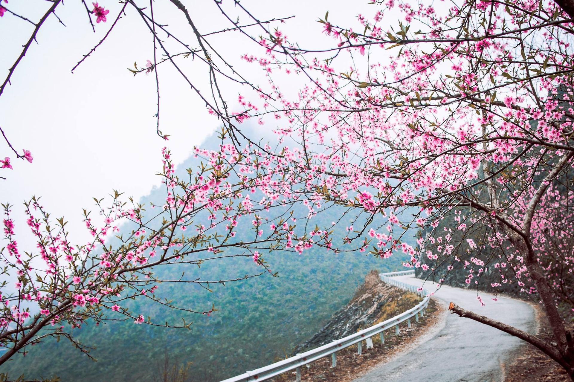 Hoa đào Hà Giang nở rộ du xuân Hoa đào Hà Giang nở rộ du xuân
