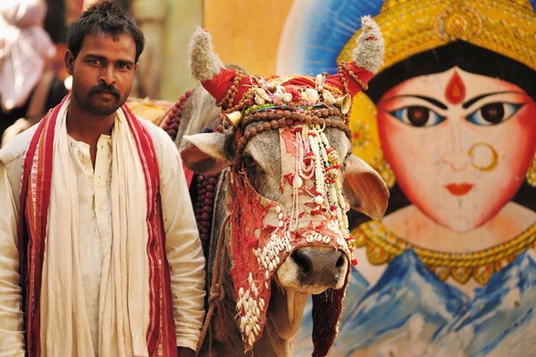 Con bò trong văn hóa Ấn Độ được tôn sùng đến mức không ai dám ăn thịt bò