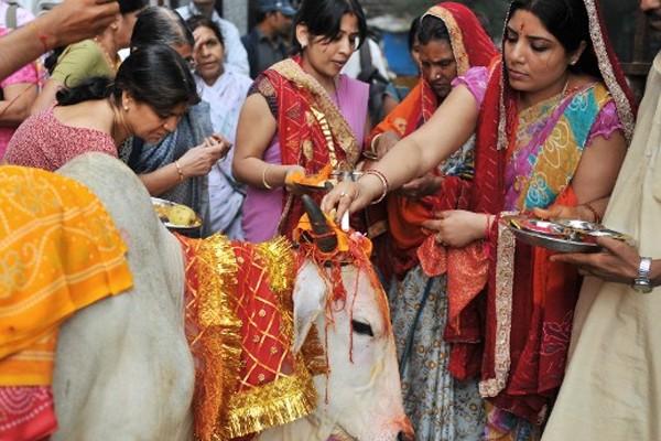 Không một ai ở Ấn Độ dám xúc phạm đến thần bò