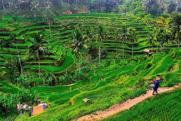Ruộng bậc thang Tegalalang – Thiên đường xanh mát đẹp hút hồn tại Bali