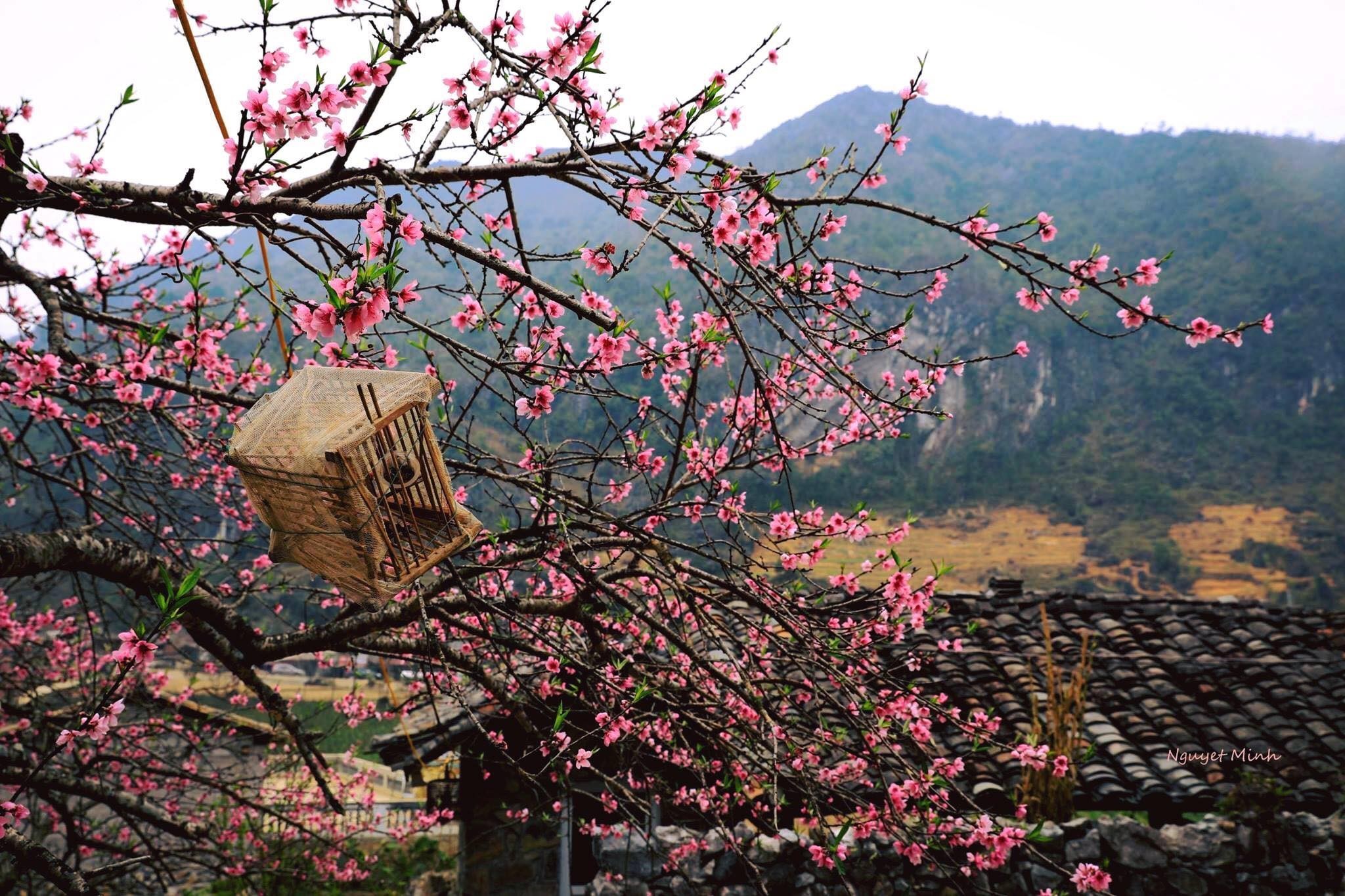 Lên cao nguyên đá ngắm mùa hoa đào Hà Giang ở nở muộn - PYS Travel